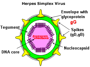 Herpes Simplex Virus