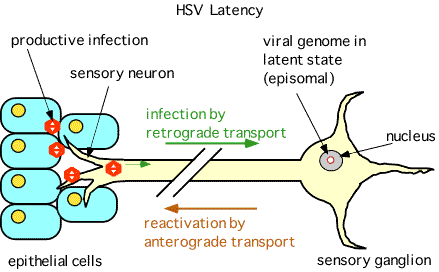 HSV Latency
